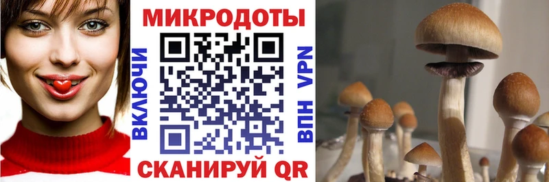 Псилоцибиновые грибы Psilocybine cubensis где продают наркотики Партизанск